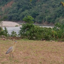 Nice bird on our campground in Villa Tunari
